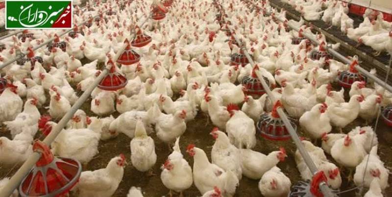 فعالیت بیش از 160واحد پرورش مرغ در رفسنجان